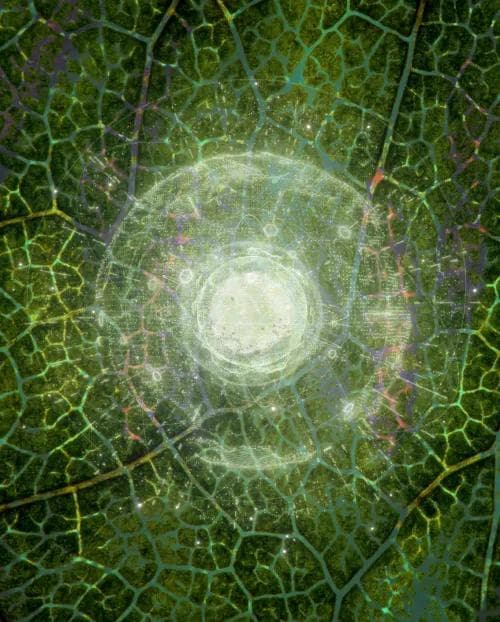 Rise of the Garden Empires